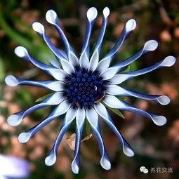 和平小花花爆料视频在线观看,揭秘幕后真相，带你走进事件核心